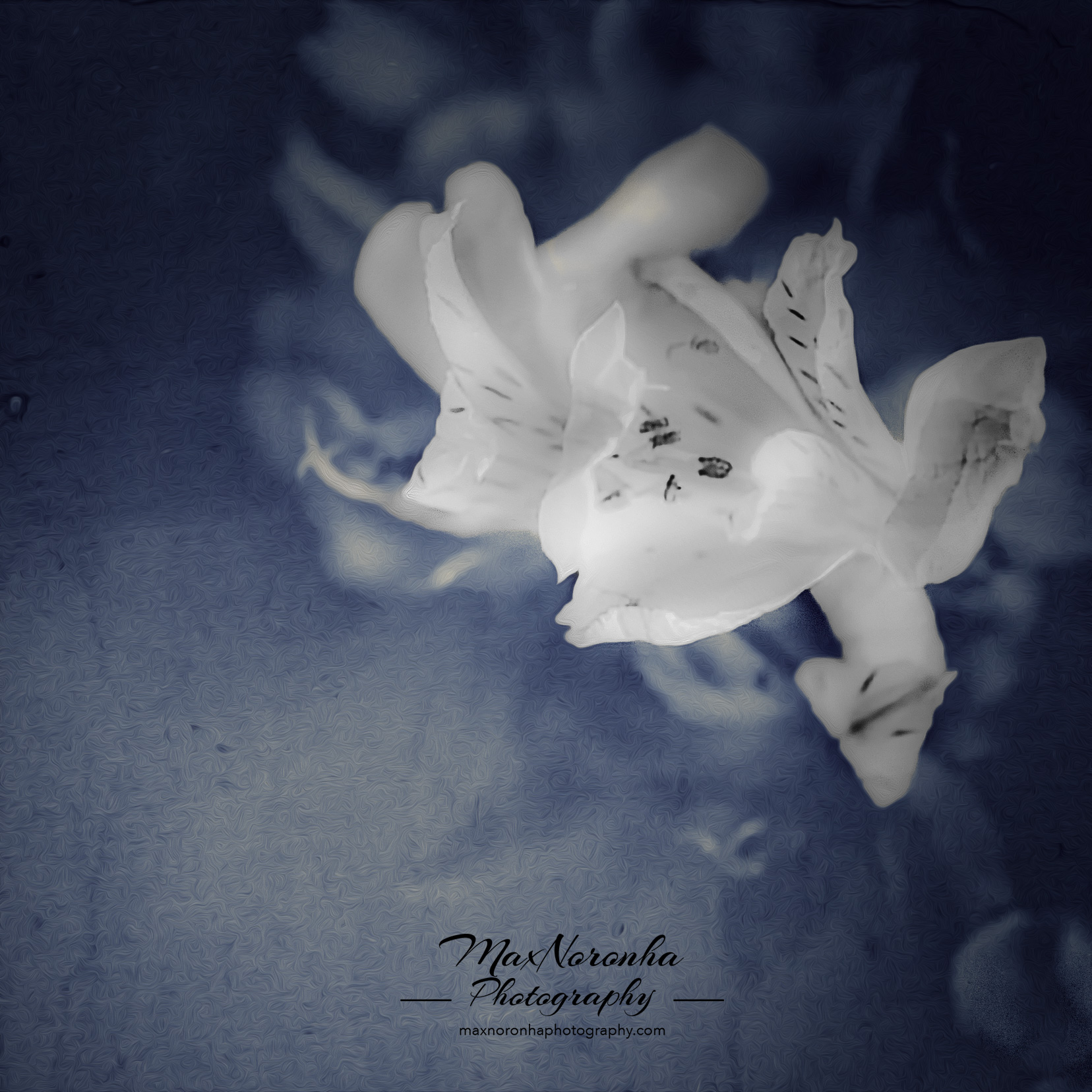 Whiteflowerforsmediaonly